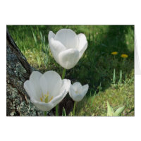 Trio de fleurs de tulipes blanches