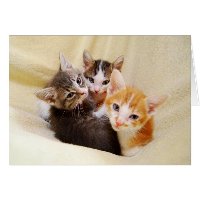 Trio de Kittens (Devant horizontal)