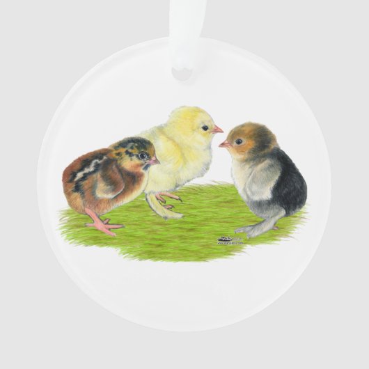 Trio de poussin de bébé (devant)