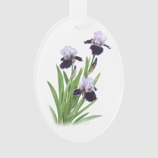 Trio d'Iris (devant)