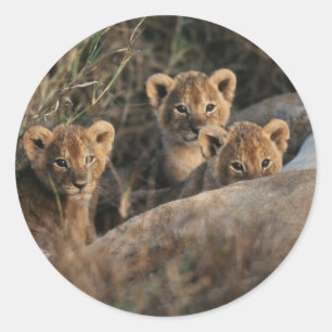 Trio of Six-Bond Lion cubs sitting Ronde Sticker