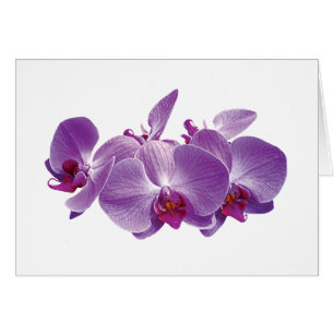 Trio pourpre d'orchidée