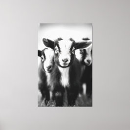 Trio van Baby Geiten Monochromatische Portret Canvas Afdruk