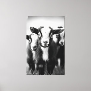 Trio van Baby Geiten Monochromatische Portret Canvas Afdruk