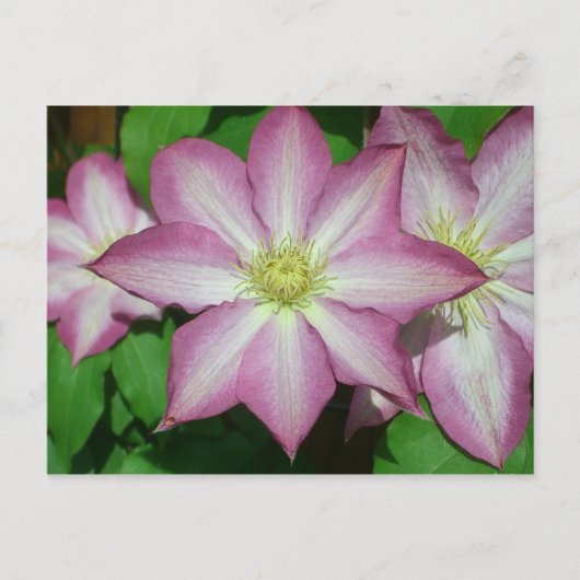 Trio van Clematis Pink en White Spring Vine Briefkaart (Voorkant)