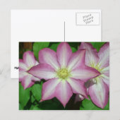 Trio van Clematis Pink en White Spring Vine Briefkaart (Voorkant / Achterkant)