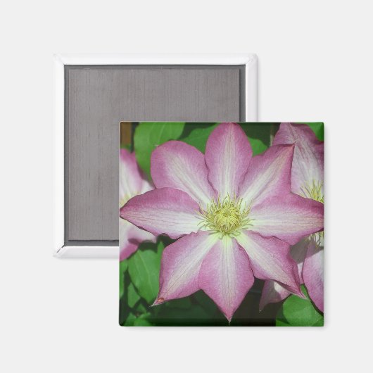 Trio van Clematis Pink en White Spring Vine Magneet (Voorkant / Achterkant)