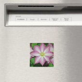 Trio van Clematis Pink en White Spring Vine Magneet (Insitu (Vaatwasser))