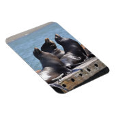 Trio van de Zee leeuwen die in de zon baren Magneet (Rechterzijde)