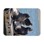 Trio van de Zee leeuwen die in de zon baren Magneet (Horizontaal)