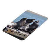 Trio van de Zee leeuwen die in de zon baren Magneet (Linkerzijde)