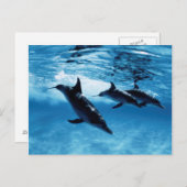 Trio van dolfijnen briefkaart (Voorkant / Achterkant)