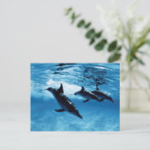 Trio van dolfijnen briefkaart (Staand voorkant)