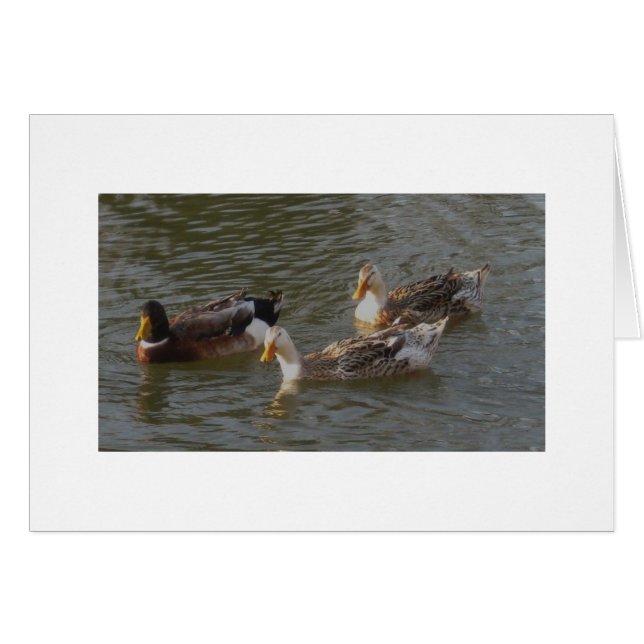 Trio van Engelse zilver Appleyard Ducks (Voorkant Horizontaal)