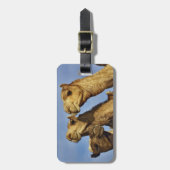 Trio van kamelen, kamelenmarkt, Caïro, Egypte Bagagelabel (Voorkant verticaal)