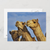 Trio van kamelen, kamelenmarkt, Caïro, Egypte Briefkaart (Voorkant / Achterkant)