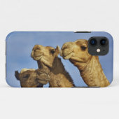 Trio van kamelen, kamelenmarkt, Caïro, Egypte Case-Mate iPhone Case (Achterkant (horizontaal))