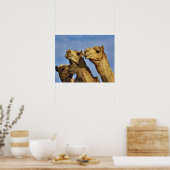 Trio van kamelen, kamelenmarkt, Caïro, Egypte Poster (Keuken)