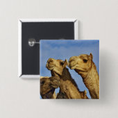 Trio van kamelen, kamelenmarkt, Caïro, Egypte Vierkante Button 5,1 Cm (Voorkant /achterkant)