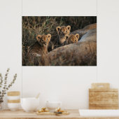 Trio van Lion Cubs met moeder Poster (Keuken)