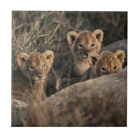 Trio van Lion Cubs met moeder Tegeltje (Voorkant)