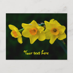 Trio van narcissen ansichtkaart briefkaart