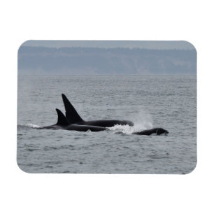 Trio van Orca Whales Magneet