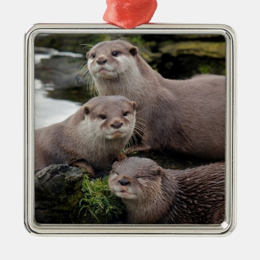 Trio van Otters Metalen Ornament (Voorkant)