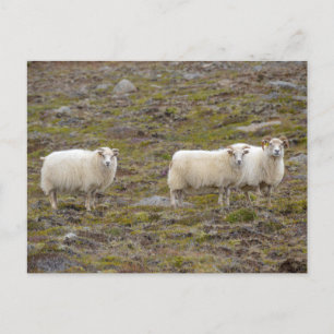 Trio van schapen, IJsland Briefkaart
