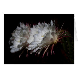 Trio van White Cactus Flowers