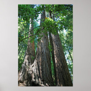 "Tripletrees", Muir Bossen Poster