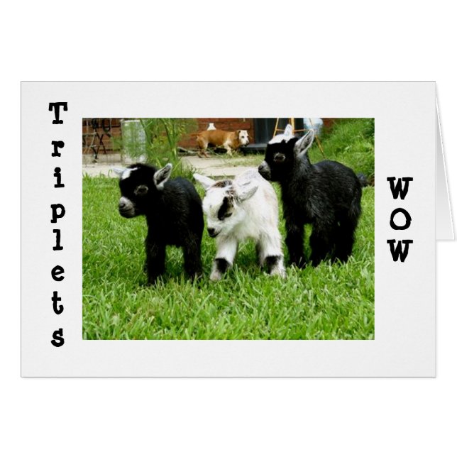 TRIPLETS=WOW=FANTASTIEK (Voorkant Horizontaal)