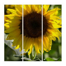 Triptiek - Zonnebloem Geïsoleerd In Veld