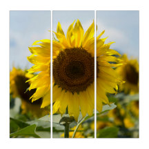 Triptiek - Zonnebloem In Het Veld