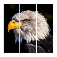Adler Eagle