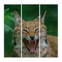 Lynx Montre Ses Dents