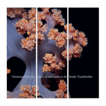 Mémoire de l'océan / Corail mou #001
