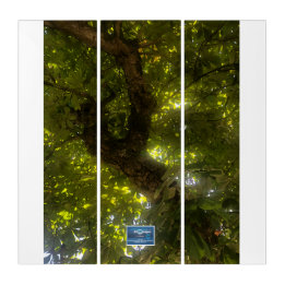 Triptyque Triptych Wh. (Sun Green Tree 2)RFPMDesigns ©️ 2021