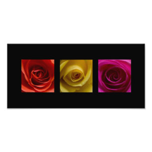 Triptyse Rozen oranje geel roze panoramisch Foto Afdruk