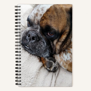 Triste Bulldog victorien Photo 8x5 Carnet