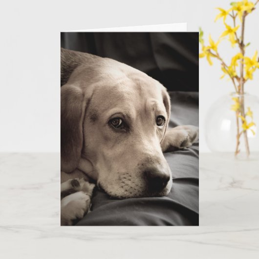 Triste Chien Manquant Votre Carte (Fleur jaune)