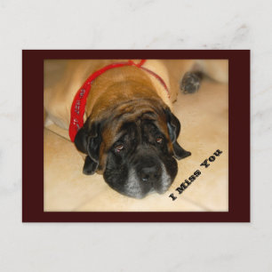 Triste Mastiff Chien I MIs Votre Carte Postale
