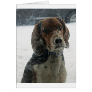 Triste visage Beagle enneigé regardant à l'intérie