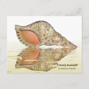 Triton seashell briefkaart