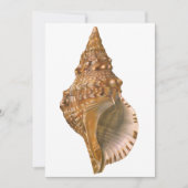  Triton Seashell Shell, Marine Ocean Animal (Voorkant)