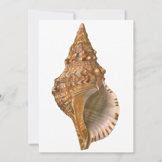Triton Seashell Shell, Marine Ocean Animal (Voorkant)