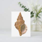 Triton Seashell Shell, Marine Ocean Animal Briefkaart (Staand voorkant)