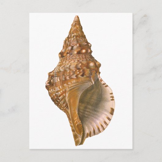 Triton Seashell Shell, Marine Ocean Animal Briefkaart (Voorkant)