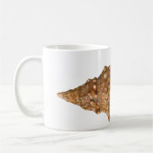  Triton Seashell Shell, Marine Ocean Animal Koffiemok (Links)
