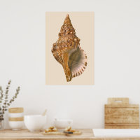 Triton Seashell Shell, Marine Ocean Animal